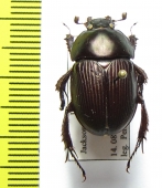 Geotrupes semiopacus  USA - INSECTS-STORE.RU
