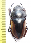Odontolabis femoralis waterstradti, female  Malaysia, Borneo - INSECTS-STORE.RU