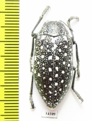 Julodis euphratica  Uzbekistan - INSECTS-STORE.RU