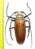 Callipogon armillatus, male  Peru  103mm - INSECTS-STORE.RU