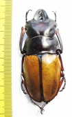 Odontolabis femoralis waterstradti  Malaysia, Borneo 65mm - INSECTS-STORE.RU