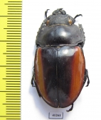 Odontolabis castelnaudi, female  Malaysia, Borneo - INSECTS-STORE.RU