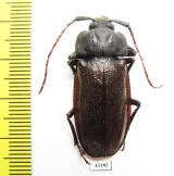 Olethrius brevicornis  Fiji 37mm - INSECTS-STORE.RU