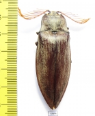 Elteridae sp.  Philippines 56mm - INSECTS-STORE.RU