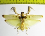 Hymenopus coronatus  Malaysia 115mm - INSECTS-STORE.RU