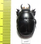 Pactolinus gigas  Zambia - INSECTS-STORE.RU