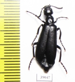 Lytta melaena  USA - INSECTS-STORE.RU