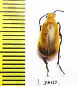 Meloidae sp.  Mexico - INSECTS-STORE.RU