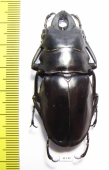 Odontolabis alces  Philippines  58mm - INSECTS-STORE.RU