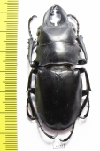Odontolabis alces  Philippines  61mm - INSECTS-STORE.RU
