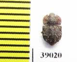 Tarphius monstrosus  La Gomera isl. - INSECTS-STORE.RU