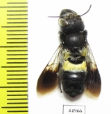 Hymenoptera sp.  South Africa Rep. - INSECTS-STORE.RU