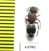 Mutillidae sp.  South Africa Rep. - INSECTS-STORE.RU