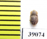 Tarphius setosus  La Gomera isl. - INSECTS-STORE.RU