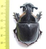 Heliocopris andersoni  Zambia 53mm - INSECTS-STORE.RU