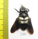 Hymenoptera, Xylocopa sp.  South Africa Rep. - INSECTS-STORE.RU