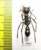 Formicidae sp.  Costa Rica - INSECTS-STORE.RU