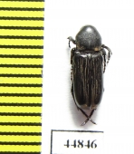 Cremastocheilini sp.  Zambia - INSECTS-STORE.RU