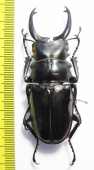 Odontolabis dalmanni  Indonesia, Sumatra  74mm - INSECTS-STORE.RU
