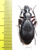 Carabus (Tribax) circassicus circassicus  Russia, Krasnodar reg. - INSECTS-STORE.RU