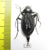 Tenebrionidae sp.  South Africa Rep. - INSECTS-STORE.RU