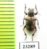 Chrysomelidae sp.  Laos - INSECTS-STORE.RU