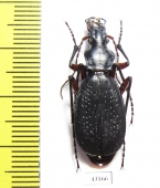 Carabus (Tribax) circassicus tschaltensis  Abkhazia - INSECTS-STORE.RU