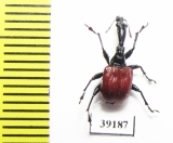 Trachelophorus giraffa  Madagascar - INSECTS-STORE.RU