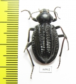 Tenebrionidae sp.  South Africa Rep. - INSECTS-STORE.RU