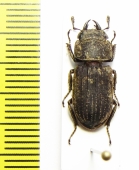 Dorcus carinulatus  Taiwan - INSECTS-STORE.RU