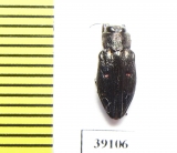 Chrysobothris sp.  China, Yunnan prov. - INSECTS-STORE.RU