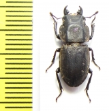 Erichius fairmairii  Chile - INSECTS-STORE.RU