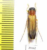 Cerambycidae sp.  China, Guizhou prov. - INSECTS-STORE.RU