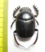 Scarabaeus proboscideus  South Africa Rep. - INSECTS-STORE.RU
