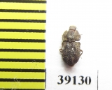 Tarphius constricticollis  Tenerife isl. - INSECTS-STORE.RU