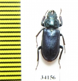 Platycerus caprea, male  Russia, Tver reg. - INSECTS-STORE.RU