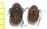 Trichostetha capensis, pair  South Africa Rep. - INSECTS-STORE.RU