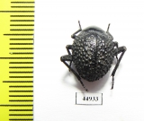 Tenebrionidae sp.  South Africa Rep. - INSECTS-STORE.RU