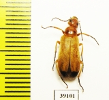 Zonitis ballioni  Tajikistan - INSECTS-STORE.RU