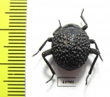 Tenebrionidae sp.  South Africa Rep. - INSECTS-STORE.RU