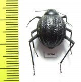 Onymacris sp.  South Africa Rep. - INSECTS-STORE.RU