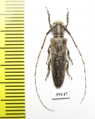 Cerambycidae sp.  China, Yunnan prov. - INSECTS-STORE.RU