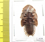 Lycidae sp.  Indonesia, Java - INSECTS-STORE.RU