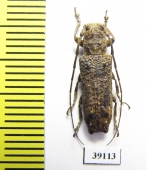 Cerambycidae sp.  China, Yunnan prov. - INSECTS-STORE.RU