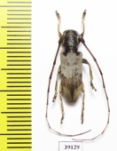 Cerambycidae sp.  China, Guangxi prov. - INSECTS-STORE.RU