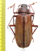 Xixuthrus microcerus, female  Malaysia 62mm - INSECTS-STORE.RU