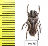 Cerambycidae sp.  China, Guangxi prov. - INSECTS-STORE.RU