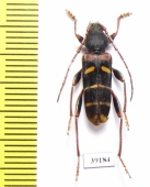 Plagionotus christophi  China, Heilongjiang prov. - INSECTS-STORE.RU