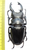 Odontolabis alces  Philippines  76mm - INSECTS-STORE.RU