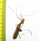 Bittacidae sp.  Zambia - INSECTS-STORE.RU